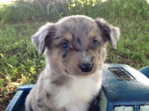 Raleigh, nc 27601 change quick tip: ASDR small standard australian shepherd puppy for sale (7 weeks old) for Sale in Fort Towson ...