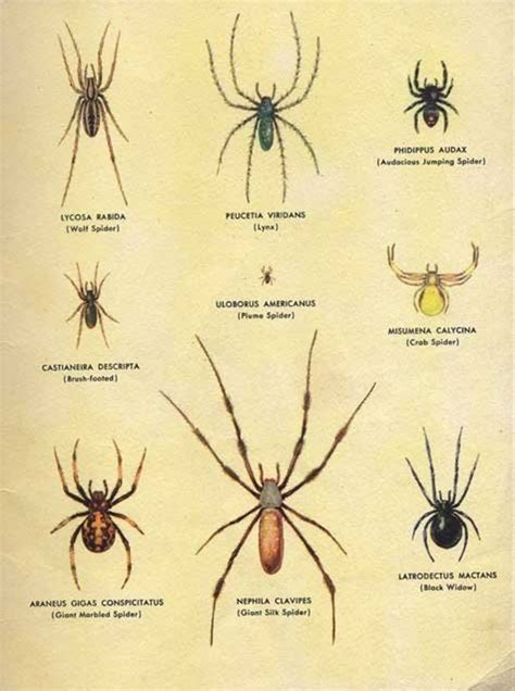 Terribly Helpful How To Identify Household Pests Spider Household Pests Types Of Spiders