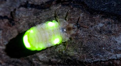 8 Brilliant Bioluminescent Animals