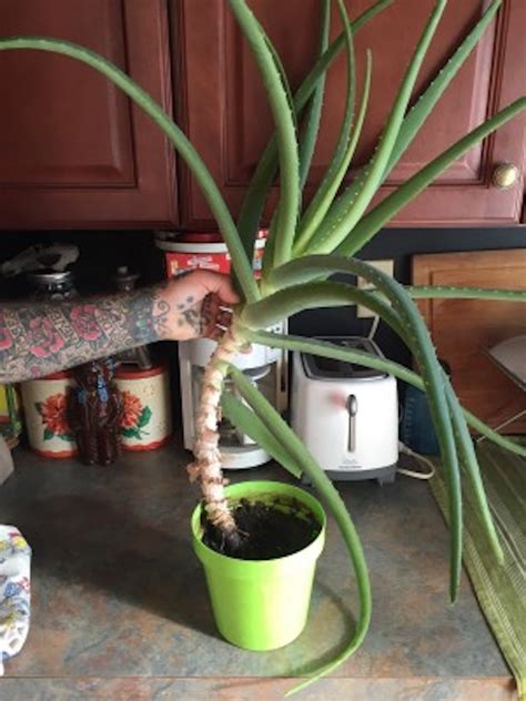 How To Save A Bare Stemmed Aloe Laidback Gardener