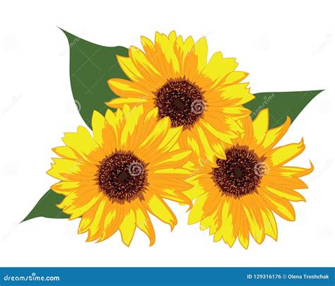 Sunflowers Vector Illustration Stock Vector Illustration Of Isolated
