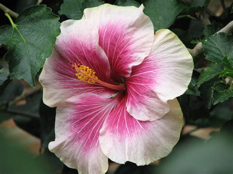 We did not find results for: Flores y plantas Hermosas: octubre 2012