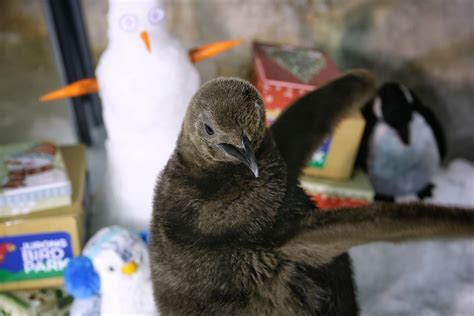 They live almost exclusively in the southern hemisphere, with only one species, the galápagos penguin, found north of the equator. Jurong Bird Park welcomes first king penguin chick in ...