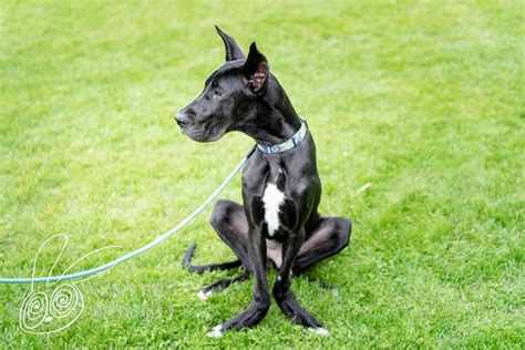 Great dane puppies for sale and dogs for adoption in colorado, co. Rocky Mountain Great Dane Rescue |Rescuing Great Danes