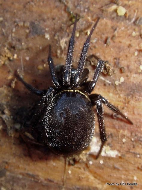 The nobel false widow spider has made its presence in ireland known after reports emerged that two waterford women had been hospitalised after researchers from venom systems lab, nui galway, dr michel dugon and john dunbar explain how to spot a false widow, the best way to get rid of. Phil Bendle Collection:False widow spider (Steatoda ...