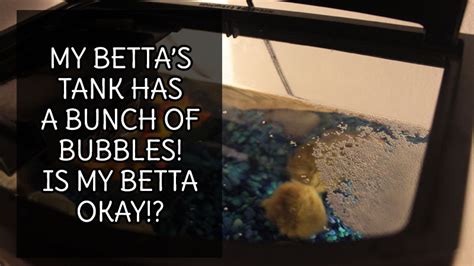 How fast were you driving when the accident happened? My Betta's Tank has a Bunch of Bubbles! Is my Betta Okay!?