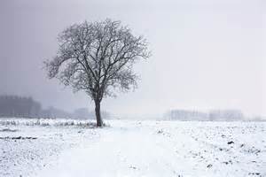 Lone Tree In Winter Landscape · Free Stock Photo