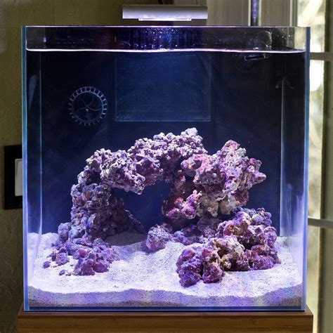 Justind823s 17 Gallon Nano Reef Cube Rebirth May 2019 Featured Reef