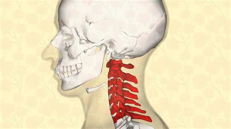 Los músculos de estas zonas son los encargados de proteger y estabilizar la columna vertebral. VÉRTEBRAS CERVICALES - BIODESCODIFICACIÓN - YouTube