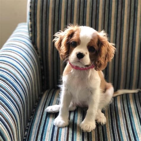 A 'whelp' is the term for a young dog or wolf. 13 week old Blenheim Cavalier King Charles Spaniel puppy ...