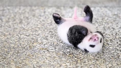 Cute Baby Panda Playing