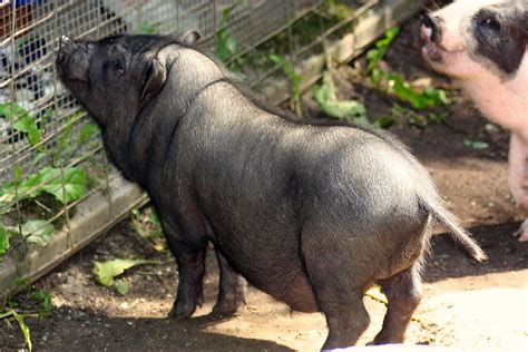 Vietnamese Pot Bellied Pig Sus Scrofa Domestica Dianesdigitals Flickr