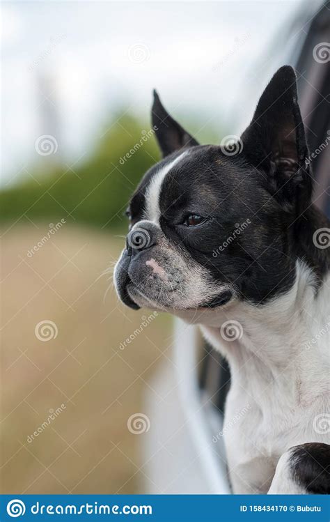 Dog Boston Terrier Sticking His Head Out The Car Window Stock Photo