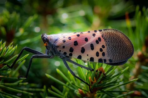 What Plants Attract Spotted Lanternflies? | Liberty Tree & Landscape ...