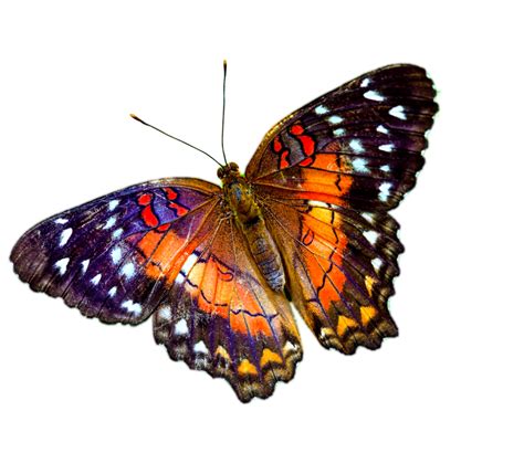 Check spelling or type a new query. Purple Butterfly PNG Transparent Background | PNG Play ...