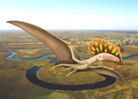 Wightia Declivirostris New Pterosaur Species Identified From Fossil Found In England