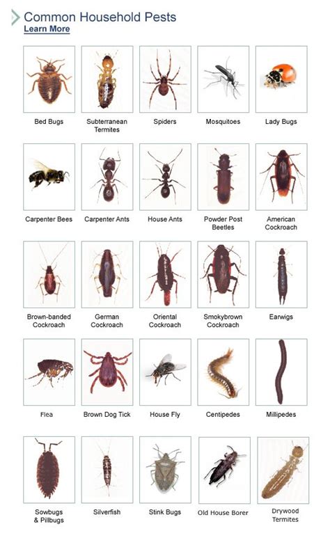 Bug Identification2 Insect Control Pest Control Disease Control