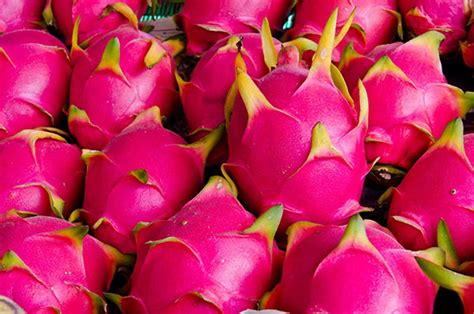 Sweet, juicy dragon fruit is obtained from the cactus family plants of central american origin, in the genus: Dragon fruit from Indonesia | Have Your Say - Agriculture
