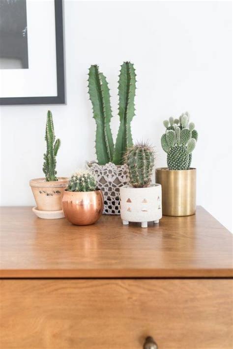 How do you change the colour of a cactus? 16 Simple Yet Beautiful DIY Cactus Pots That Everyone Can Make