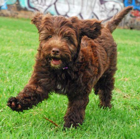 Portuguese Water Dog | Portuguese water dog, Portugese ...