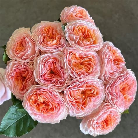 Georgia Peach Garden Roses Florabundance Wholesale Flowers