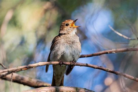 Thrush Nightingales Migrate To Africa During Winter While There They