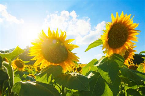 Sunflower Fields In Bloom In Kansas Kansas Farm Food