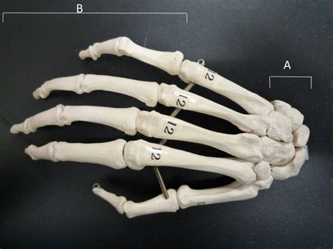 Anatomy 001 Appendicular Skeleton Models Carpals Tarsals Os
