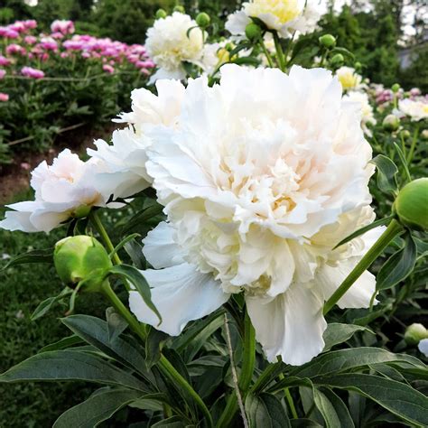 An Early Morning In Bedford And The Peony Garden A Few Days Later The
