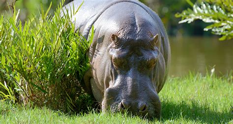 Hippo Sweat Is Natural Sunscreen
