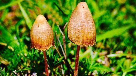 We did not find results for: The genes that make psilocybin mushrooms psychedelic have ...