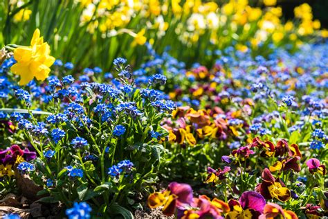 Free Images Flower Flowering Plant Blue Spring Yellow Wildflower