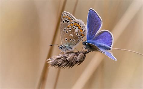 Butterflies Butterfly Wallpapers Hd Desktop And Mobile Backgrounds