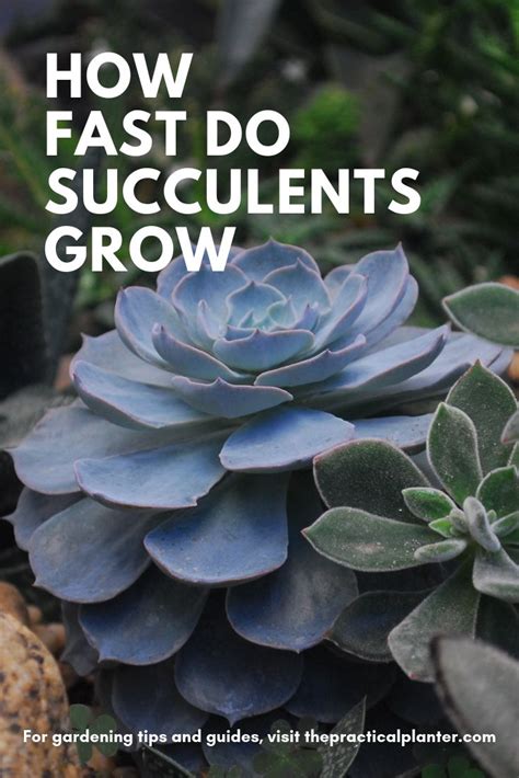 How Fast Do Succulents Grow And How To Grow Them Faster Succulents Landscaping Tips