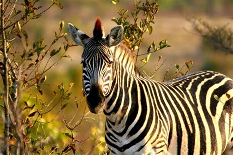 Top 10 Most Popular Zimbabwean Wildlife Youth Village Zimbabwe
