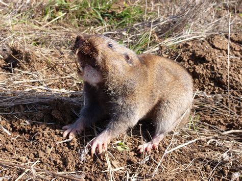 Pocket Gophers And Voles Pest Control