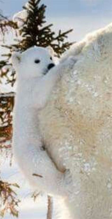 A Polar Bear Standing In The Snow Next To A Pine Tree And Looking At