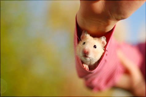 Kawaii Hamster Wallpapers Top Free Kawaii Hamster Backgrounds Wallpaperaccess