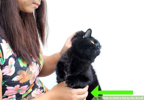 5 training a cat to like being held. How to Hold a Cat by the Scruff: 15 Steps (with Pictures)