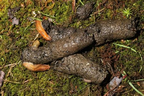 What Does Raccoon Poop Look Like Facts And Pictures