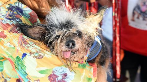 Scamp The Tramp Wins 31st Annual Worlds Ugliest Dog Contest