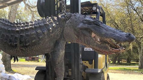 South Carolina Gator Gives Up Surprising Stomach Contents Louisiana