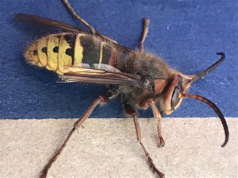 Pennsylvania Wasps Pictures And Id Help Green Nature