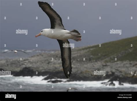 Black Browed Albatross In Flight Steeple Jason Falklands Stock Photo