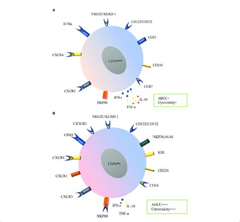 Surface Receptors And Functions Of PB Human NK Cells Subtypes Human