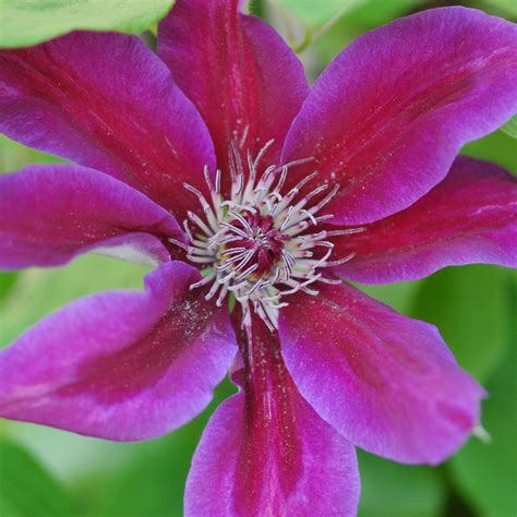 Maybe you would like to learn more about one of these? Fireworks | Clematis 'Fireworks' online kaufen