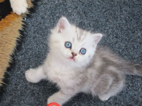 Are you looking to buy an exotic car? Exotic Persian kittens for sale | Bradford, West Yorkshire ...