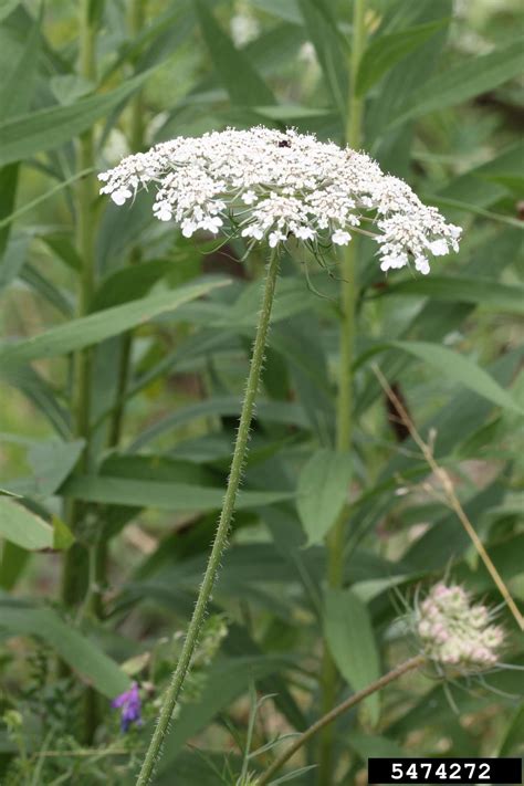 Queen Anne S Lace Wild Carrot Daucus Carota