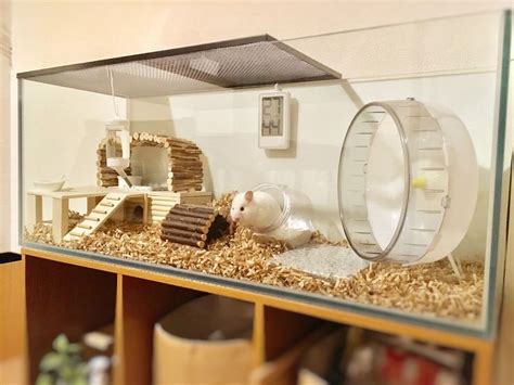 Pin Van Kelsi Harris Op Hamsters Baby Hamster Syrian Hamster En