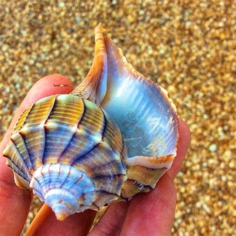 Beach Treasure Sanibelstar Island Seashell Sea Shells Shells And